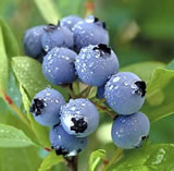 Fresh blueberries in season, pick your own